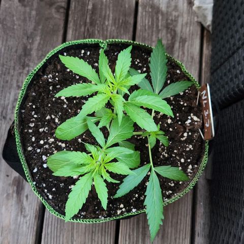 Auto Northern Lights growlog timeline photo