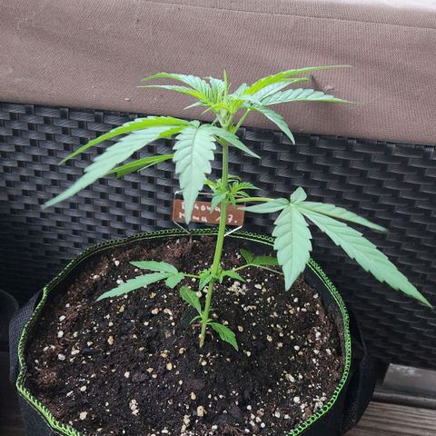 Bahama Mama Automatic growlog timeline photo