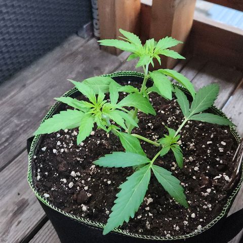 Auto Northern Lights growlog timeline photo