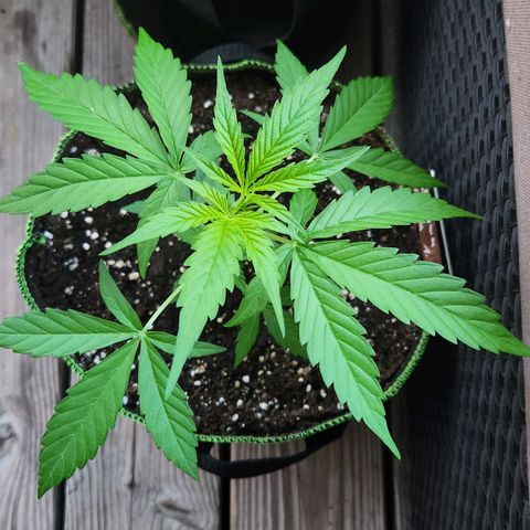 Bahama Mama Automatic growlog timeline photo