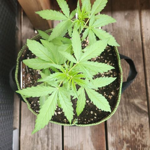 Auto Northern Lights growlog timeline photo