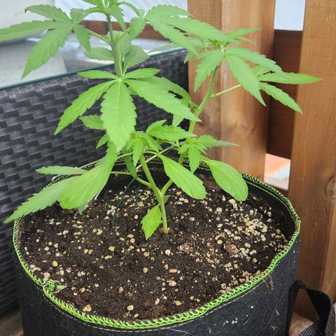 Auto Northern Lights growlog timeline photo