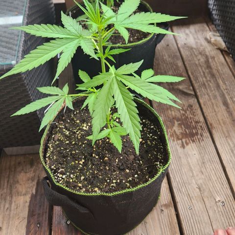 Bahama Mama Automatic growlog timeline photo