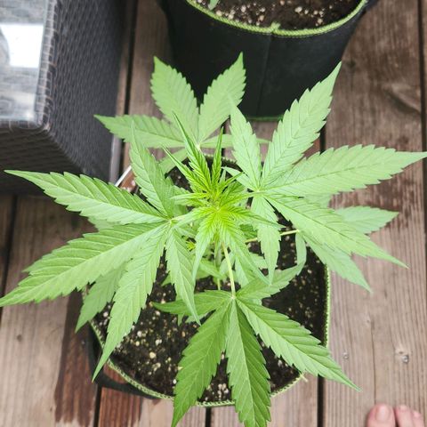 Bahama Mama Automatic growlog timeline photo