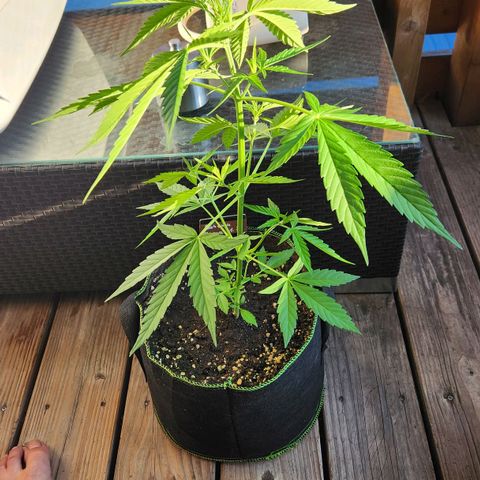 Bahama Mama Automatic growlog timeline photo