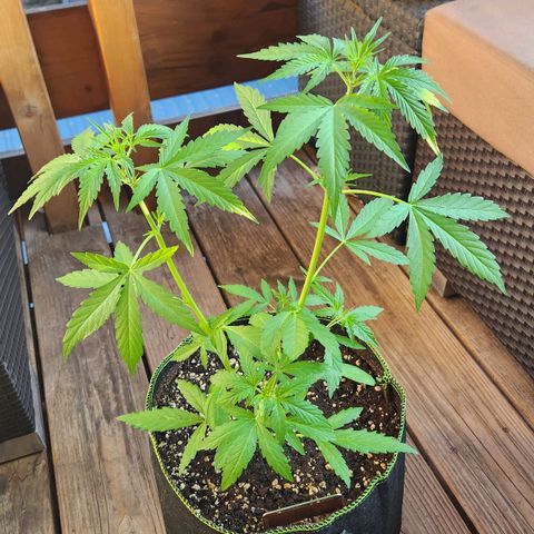 Auto Northern Lights growlog timeline photo