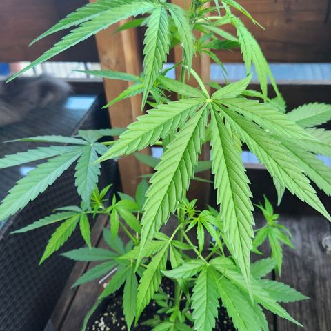Bahama Mama Automatic growlog timeline photo