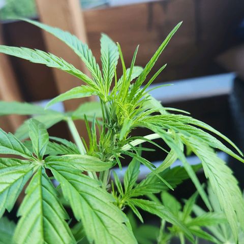 Bahama Mama Automatic growlog timeline photo