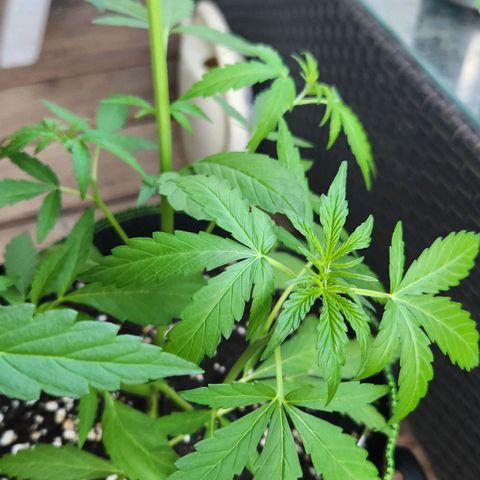 Auto Northern Lights growlog timeline photo