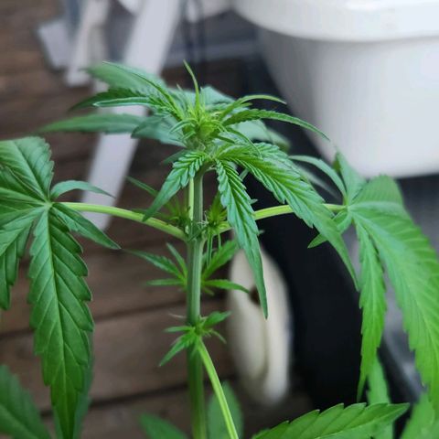 Auto Northern Lights growlog timeline photo
