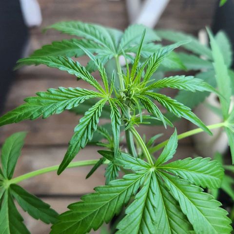 Auto Northern Lights growlog timeline photo