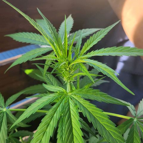 Bahama Mama Automatic growlog timeline photo