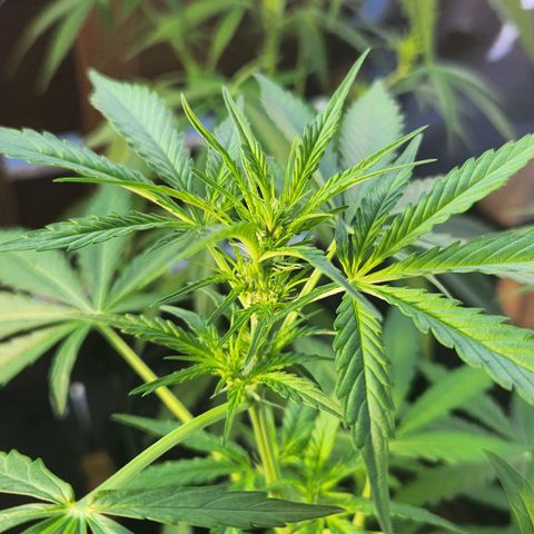 Auto Northern Lights growlog timeline photo