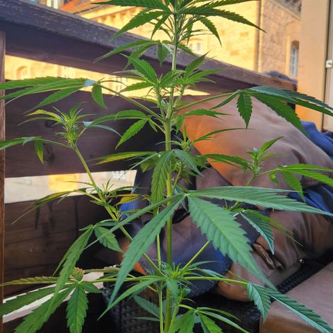 Bahama Mama Automatic growlog timeline photo