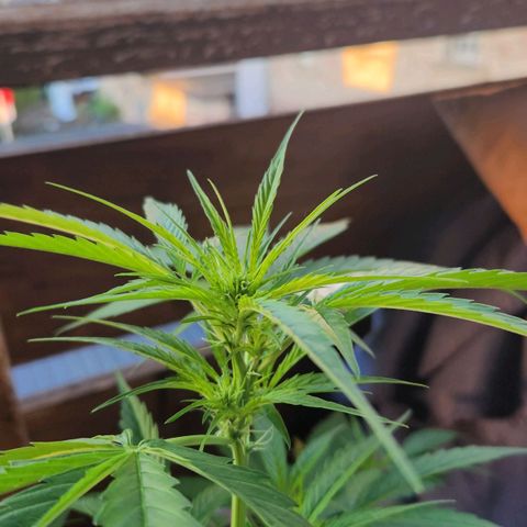 Bahama Mama Automatic growlog timeline photo