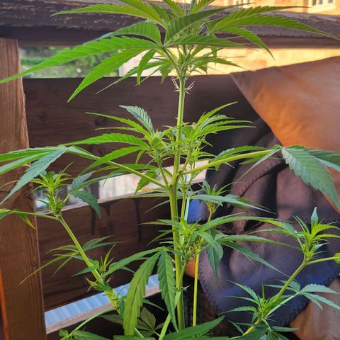 Bahama Mama Automatic growlog timeline photo