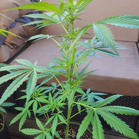 Auto Northern Lights growlog timeline photo