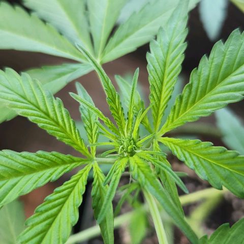Auto Northern Lights growlog timeline photo