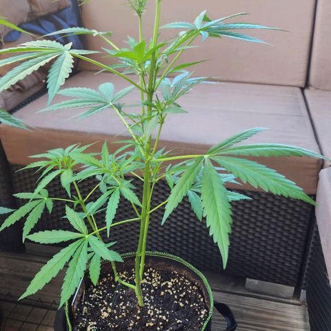 Auto Northern Lights growlog timeline photo