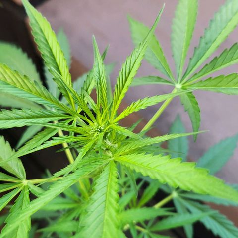 Auto Northern Lights growlog timeline photo