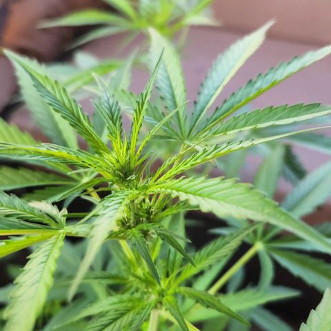 Auto Northern Lights growlog timeline photo