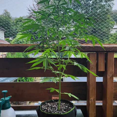 Bahama Mama Automatic growlog timeline photo
