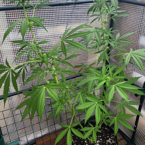 Auto Northern Lights growlog timeline photo