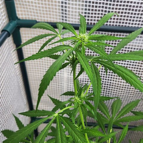 Auto Northern Lights growlog timeline photo