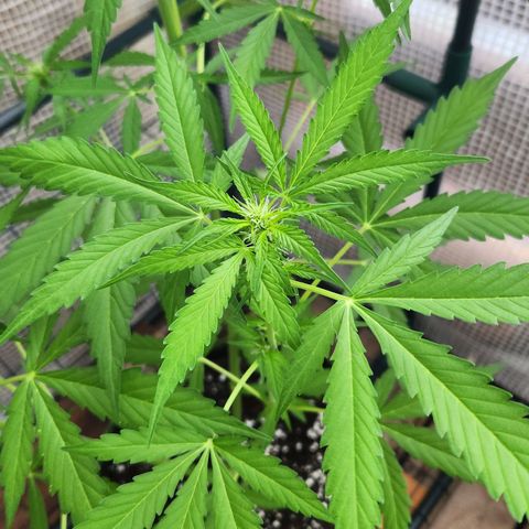 Auto Northern Lights growlog timeline photo