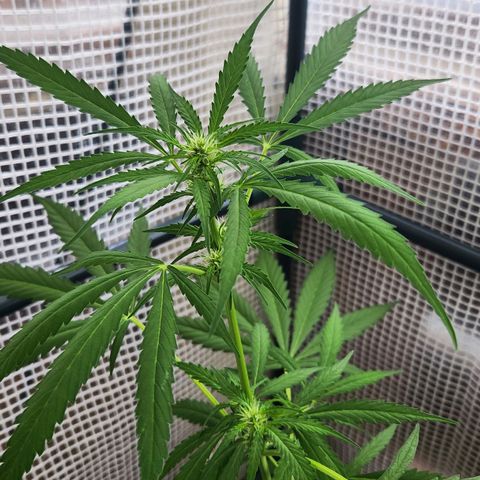 Auto Northern Lights growlog timeline photo