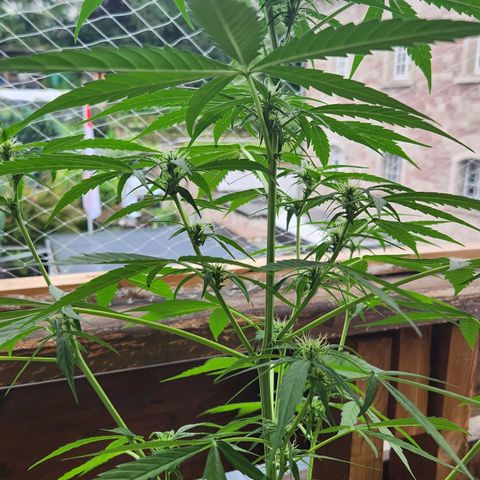 Bahama Mama Automatic growlog timeline photo