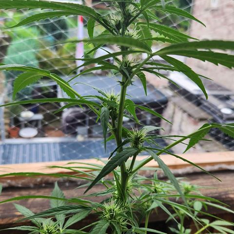 Bahama Mama Automatic growlog timeline photo