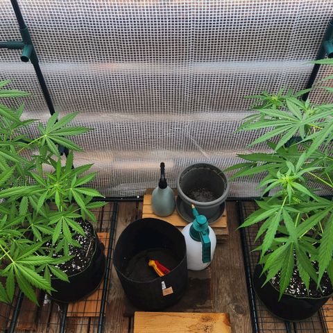 Bahama Mama Automatic growlog timeline photo