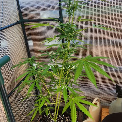 Auto Northern Lights growlog timeline photo