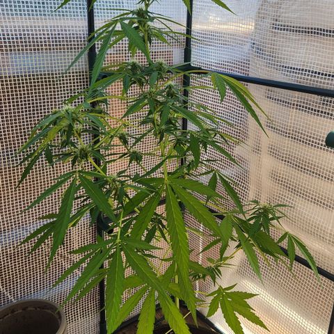 Bahama Mama Automatic growlog timeline photo