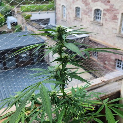 Bahama Mama Automatic growlog timeline photo