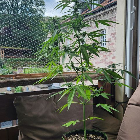 Bahama Mama Automatic growlog timeline photo
