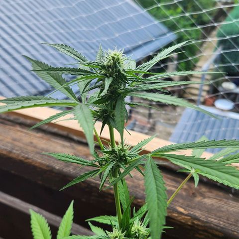 Auto Northern Lights growlog timeline photo