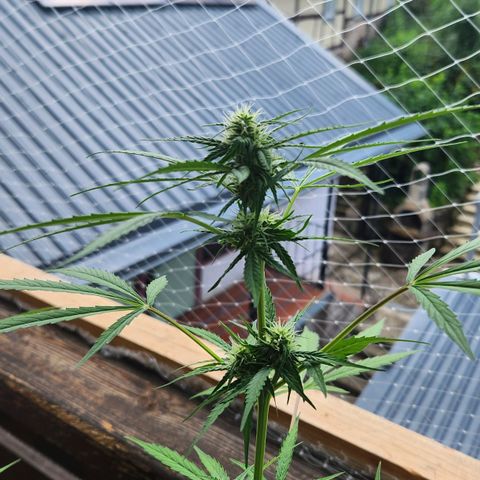 Auto Northern Lights growlog timeline photo