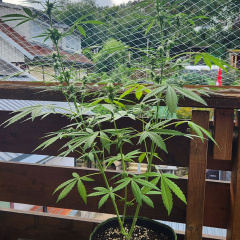 Auto Northern Lights growlog timeline photo