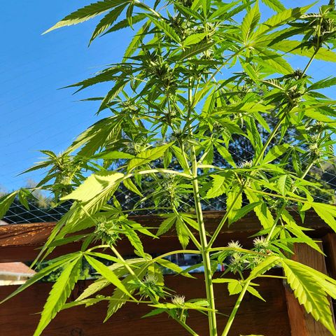 Bahama Mama Automatic growlog timeline photo