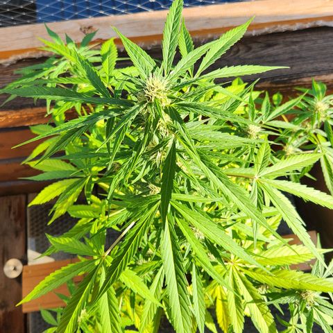 Bahama Mama Automatic growlog timeline photo
