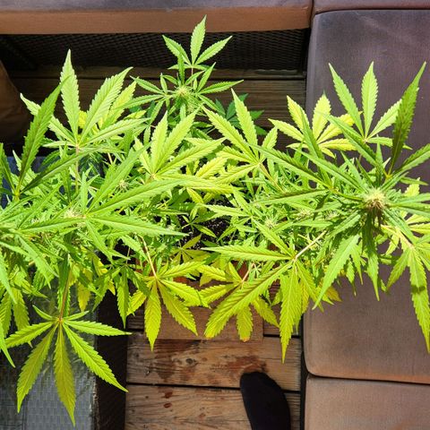 Auto Northern Lights growlog timeline photo