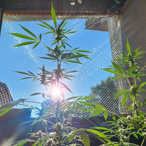 Auto Northern Lights growlog timeline photo