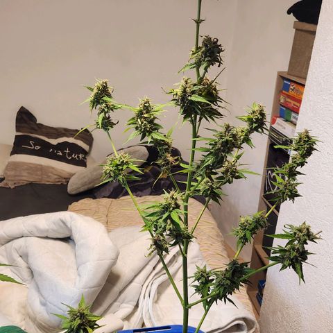 Bahama Mama Automatic growlog timeline photo
