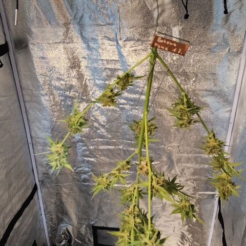 Bahama Mama Automatic growlog timeline photo