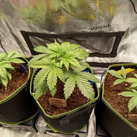 Lemon Cherry Cookies growlog timeline photo