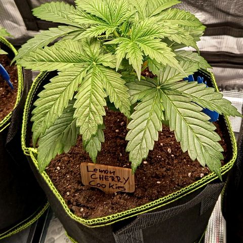 Lemon Cherry Cookies growlog timeline photo