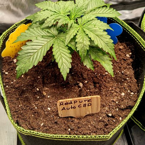 Red Pure Auto CBD growlog timeline photo