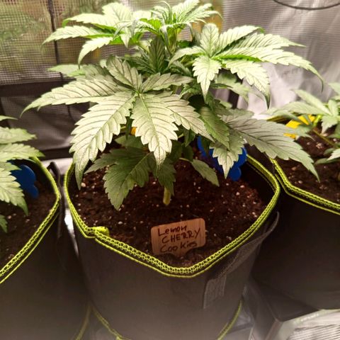 Lemon Cherry Cookies growlog timeline photo